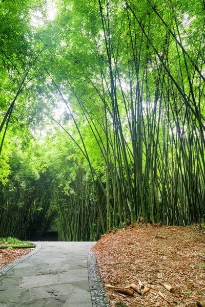 Scenic Stone Walkway Bamboo Woods Path Green Bamboo Trees Forest — Stock Photo, Image