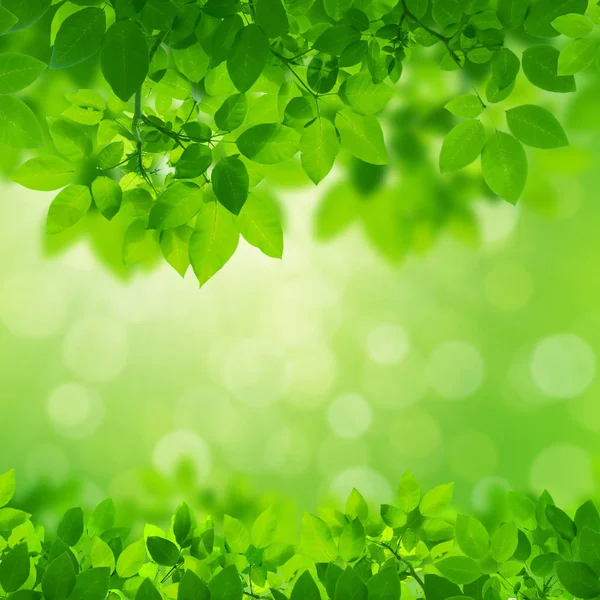 Frontera de hojas verdes sobre fondo blanco — Foto de Stock