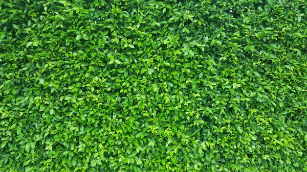 Green Leaves Fence background — Stock Photo, Image