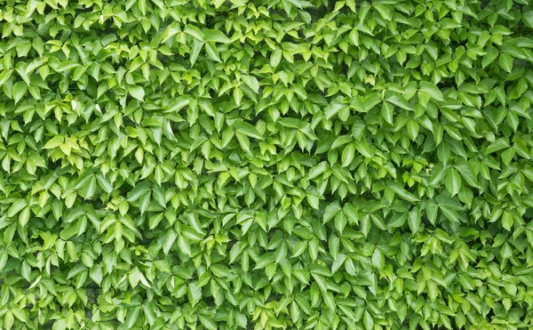 Green leaf wall background — Stock Photo, Image