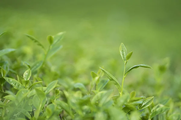 Zöld tea bud és a levelek. Tea ültetvényeket — Stock Fotó