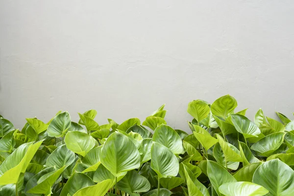 Green plant with concrete wall background — Stock Photo, Image