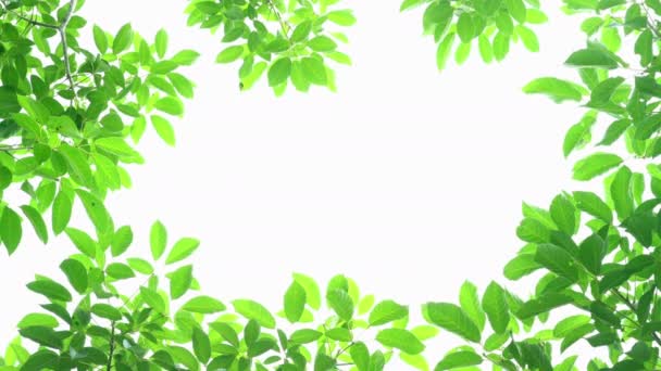 Green Leaves Frame White Background Center Space — Stock Video
