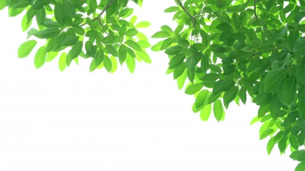 Green Leaves Frame White Background Center Space — Stock Video