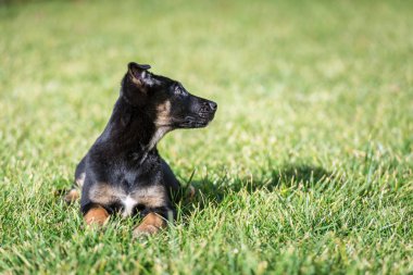 Çoban yakın çekim