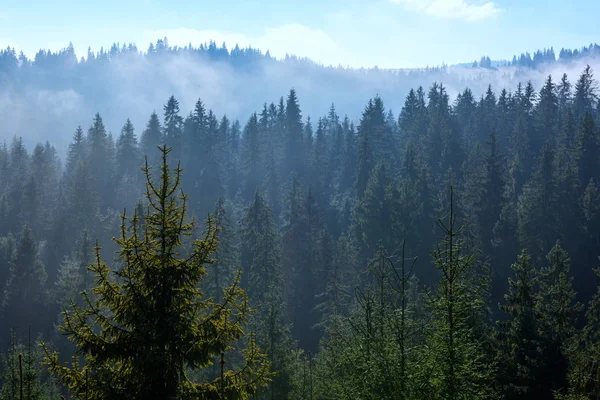 Forêt gros plan — Photo