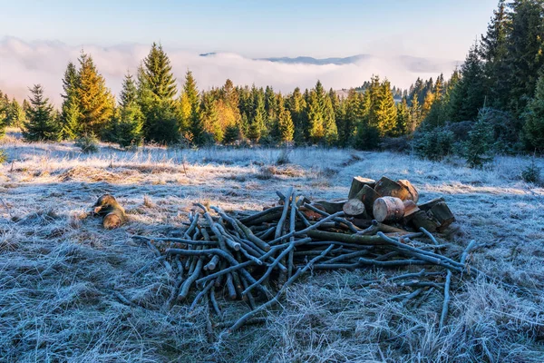 Brennholz aus nächster Nähe — Stockfoto