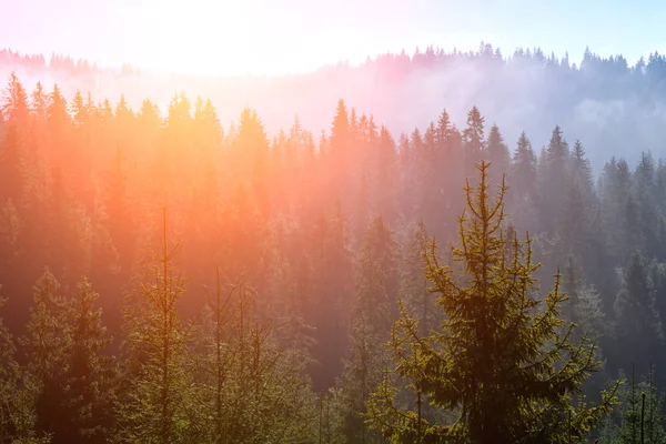 Skogen på nära håll — Stockfoto