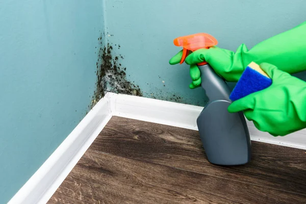 Spray bottle and sponge near black mould wall — Stock Photo, Image