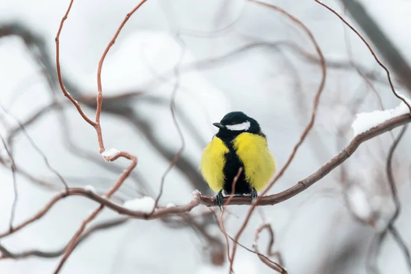 Small parus on twig close up — Stock Photo, Image