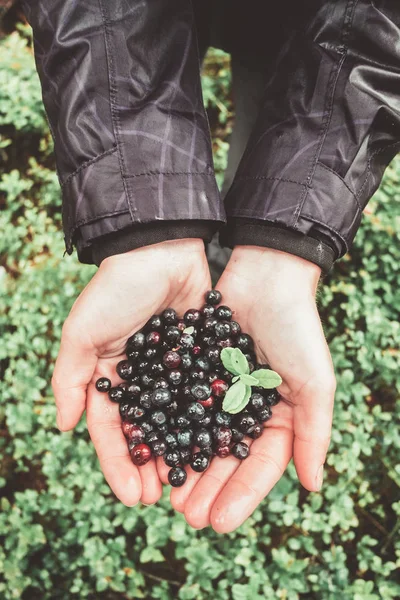 Blueberry in handen van meisje — Stockfoto