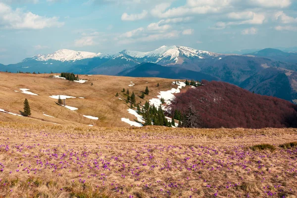 Dziedzinie Krokus kwiaty w trawie — Zdjęcie stockowe