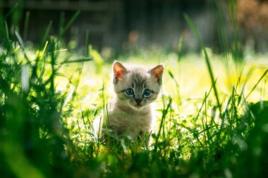 Small kitten with blue ayes in green grass clipart