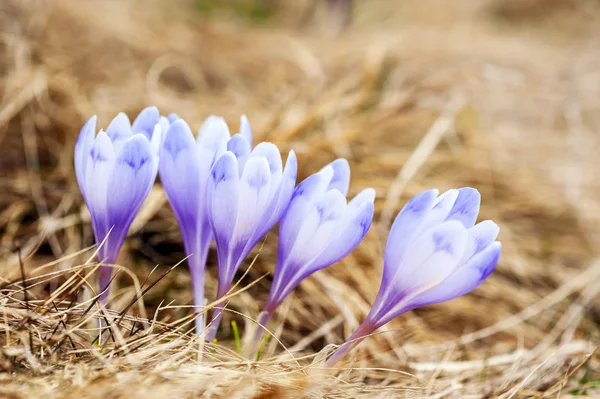 Csoport crocus virág, fű — Stock Fotó