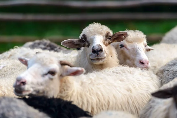 Herd of sheeps closeup — Stock Photo, Image