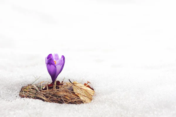 Ensam crocus blomma i snö — Stockfoto