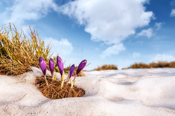 Groep van crocus bloem in gras — Stockfoto