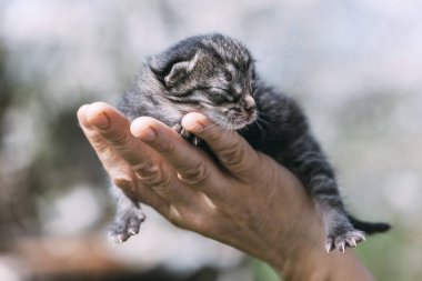 El outdors de yeni doğan kedi