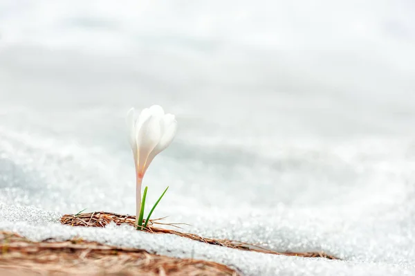 雪の中で一人でクロッカスの花 — ストック写真
