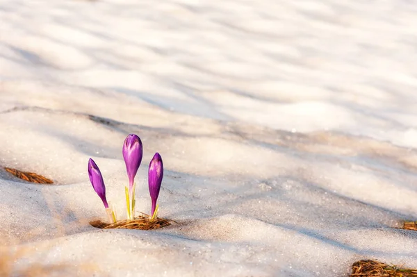 Sam kwiat Krokus w śniegu — Zdjęcie stockowe