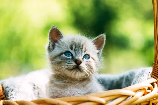 바구니에 청색 Ayes 를 넣은 작은 새끼 고양이 — 스톡 사진