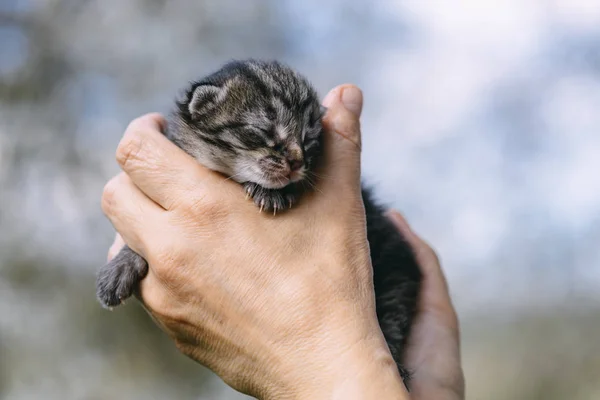 Newborn kitten in hands outdors — Stock Photo, Image