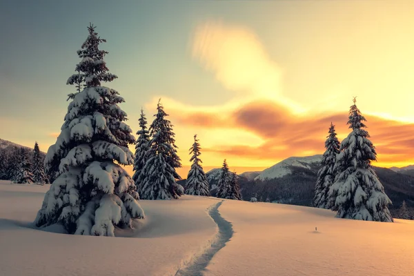 Cena invernal dramática com árvores nevadas. — Fotografia de Stock