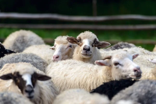 Herd of sheeps closeup — Stock Photo, Image