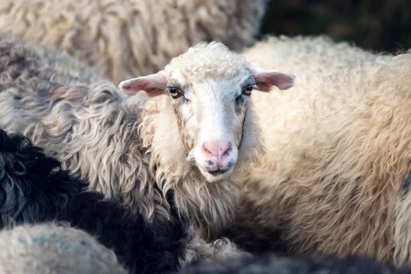 Herd of sheeps closeup — Stock Photo, Image