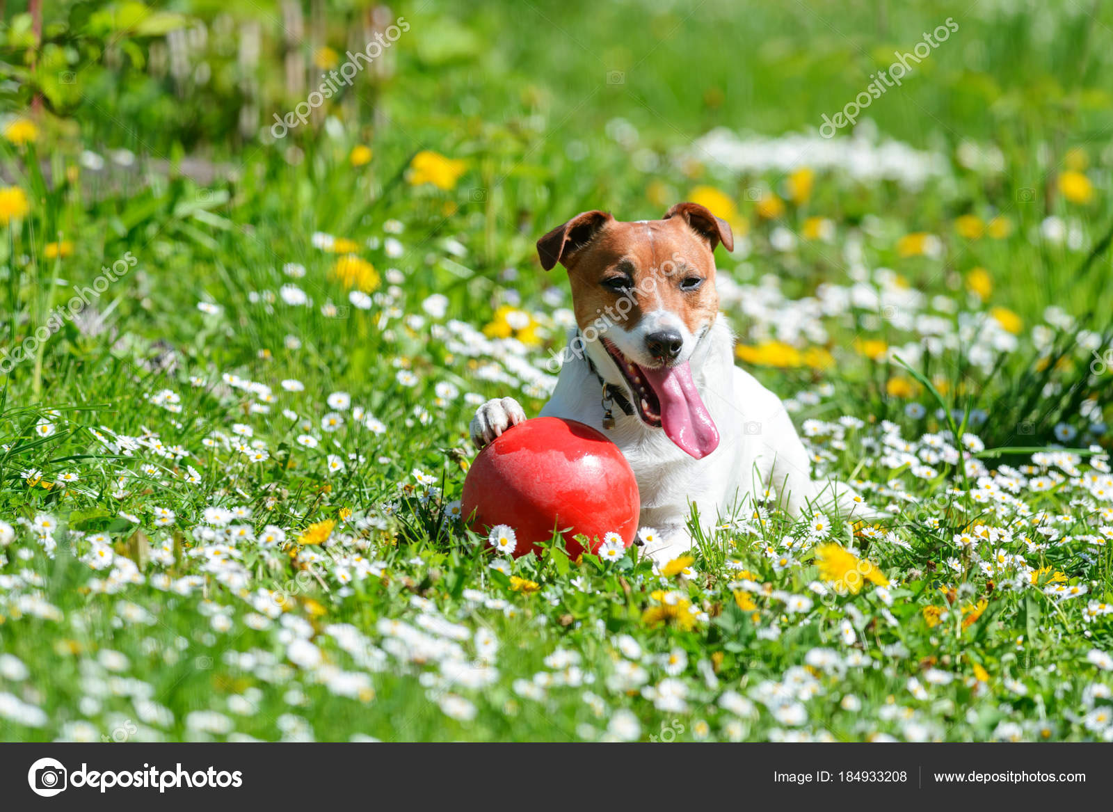 Chiot Terrier Jack Russel Sur Le Pré De Fleurs