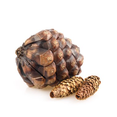 çam kozalakları izole