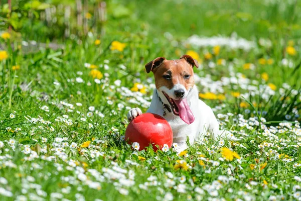 Jack russel terrier valp på blomma äng — Stockfoto