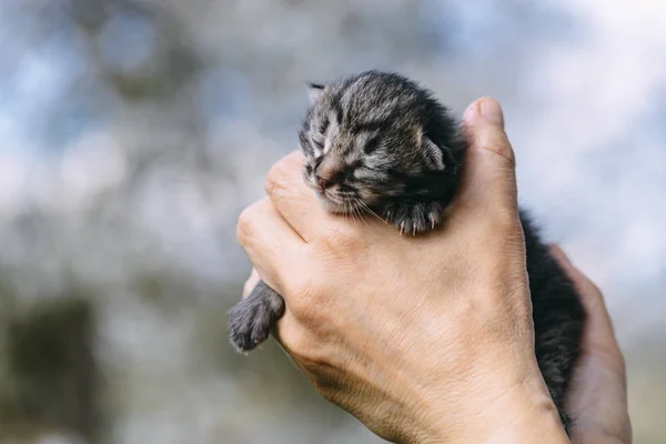 Newborn kitten in hands outdors — Stock Photo, Image
