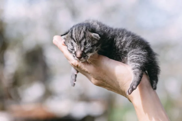 Nyfödd kattunge i händerna outdors — Stockfoto