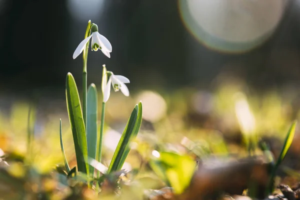 Schneeglöckchen blühen auf der Frühlingswiese — Stockfoto