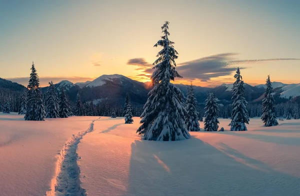 Драматическая зимняя сцена с снежными деревьями. — стоковое фото