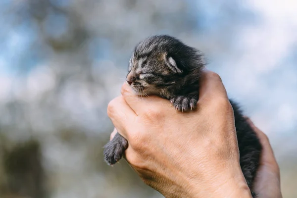 Neugeborenes Kätzchen in Händen Außenseiter — Stockfoto