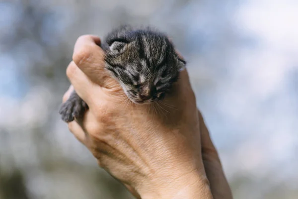Nyfödd kattunge i händerna outdors — Stockfoto