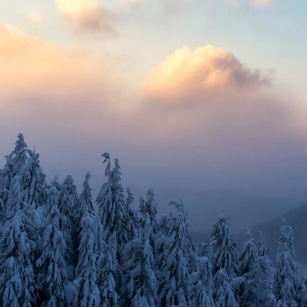 Dramática escena invernal con árboles nevados. —  Fotos de Stock