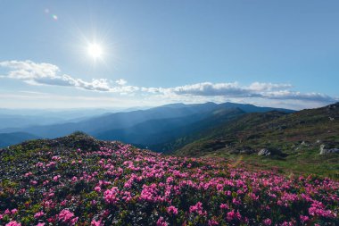 Sihirli pembe ormangülü