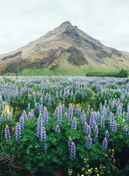 Typical Iceland landscape with mountains