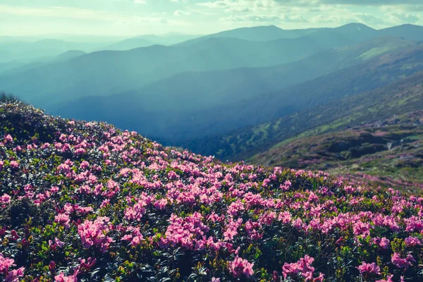 Rhododendron rosa mágico —  Fotos de Stock
