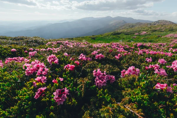 Rhododendron rosa mágico —  Fotos de Stock