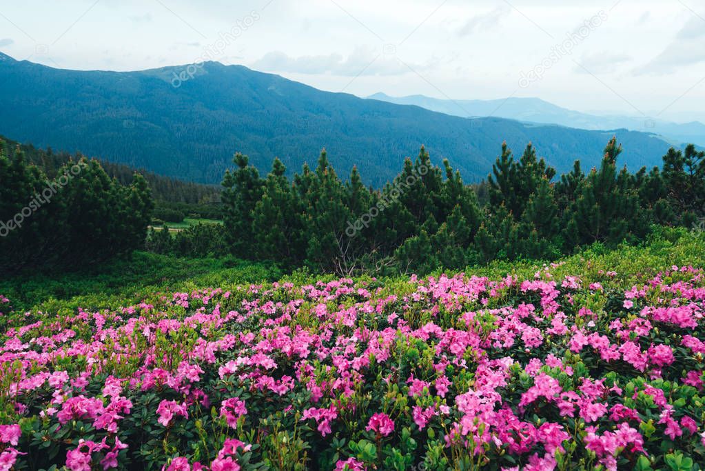 Magic pink rhododendron