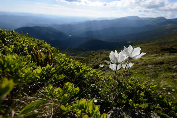 Beauty white flowers in high mountains — Stock Photo, Image