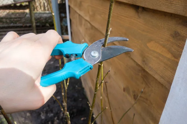 Gartenschere in Menschenhand Nahaufnahme — Stockfoto