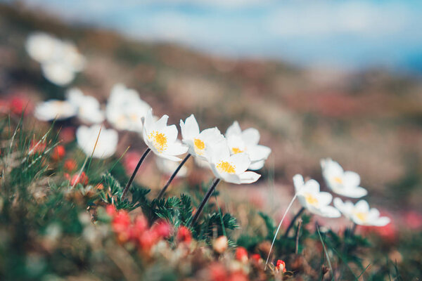Beauty white flowers in high mountains Stock Image