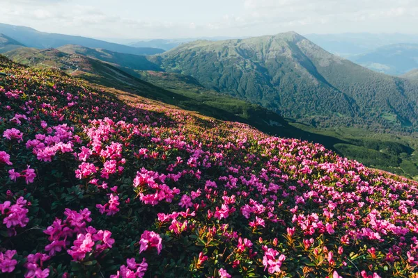 Rododendro rosa magico — Foto Stock