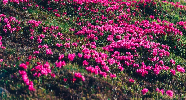 Magic pink rhododendron — Stock Photo, Image