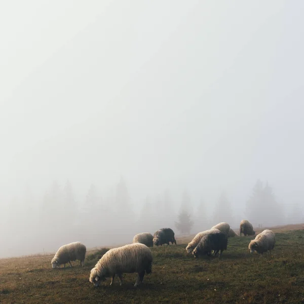 Herd of sheeps in spring mountains — Stock Photo, Image